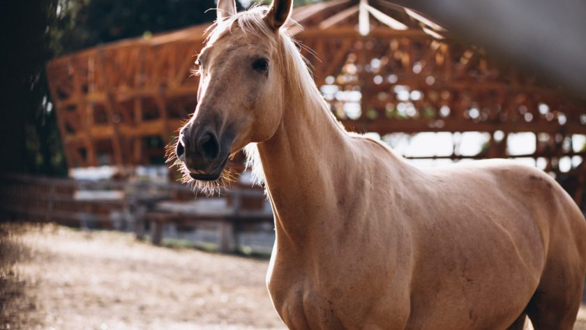 Abris pour chevaux : pourquoi sont-ils indispensables pour le bien-être de vos équidés ?